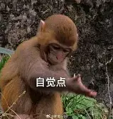 包含重磅：字母哥将于8月16日打的词条