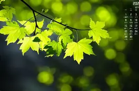 大坂直美伤愈复出再成焦点(大坂直美属于什么档次的女人)